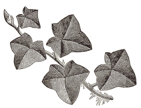 leaves