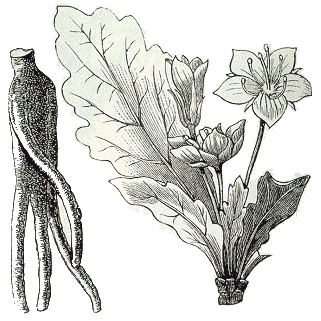drawing of the plant