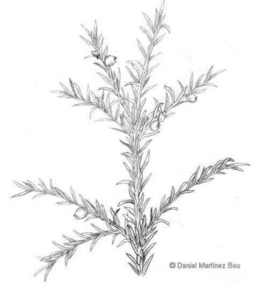 Taxus baccata drawing