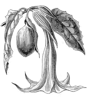 Datura arborea
