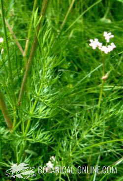 Caraway leaves 