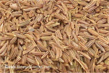 Caraway seeds 