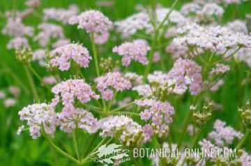 Flowers in umbel of caraway 