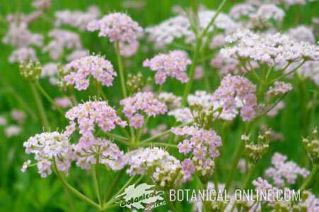 alpine meadow full of caraway (Carum carvi) plants in bloom