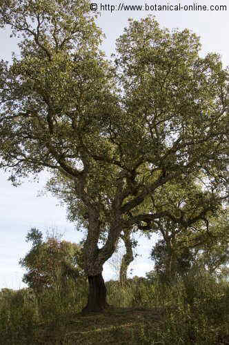 Quercus suber L. tree