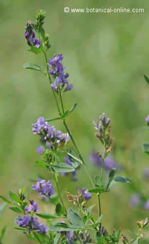 Photo of alfalfa