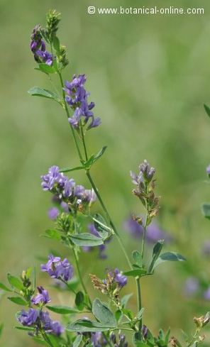 Photo of alfalfa plant