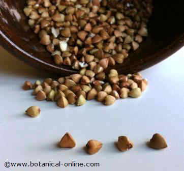 buckwheat grains