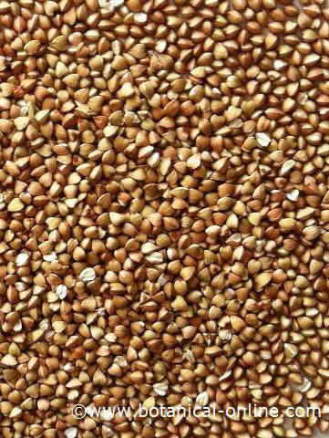 buckwheat