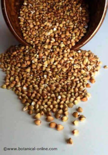 buckwheat