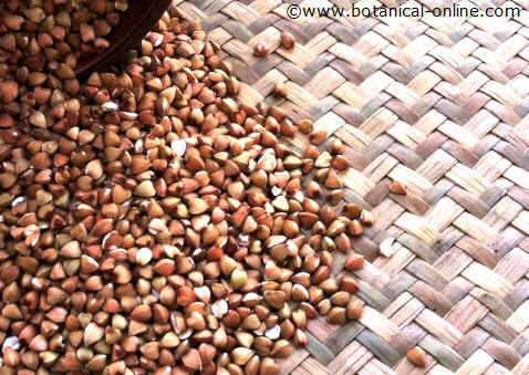 Buckwheat grains