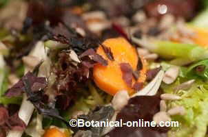 salad with seaweed dulse.