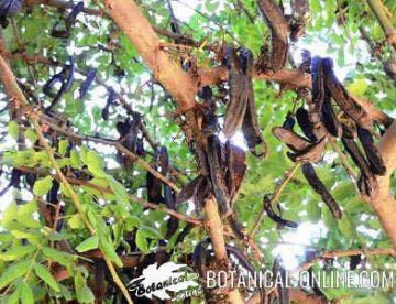 carob beans in a carob tree