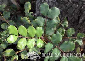 A detail of carob leaves 