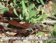 carob beans