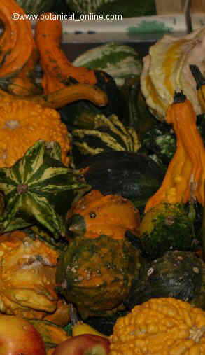 calabazas