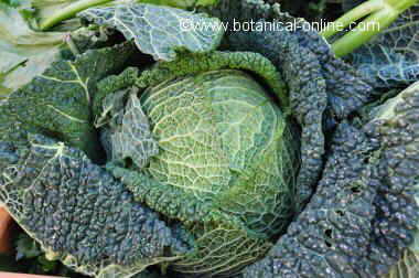 cabbage