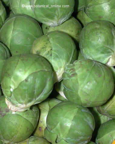 Brussels sprouts