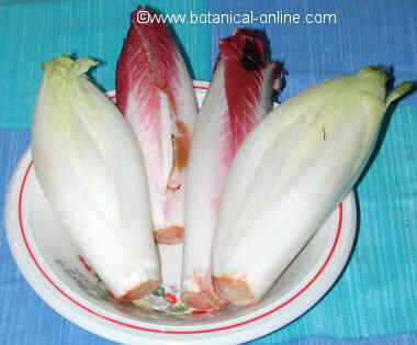 Endives