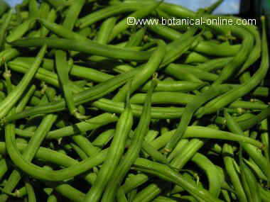 grean beans