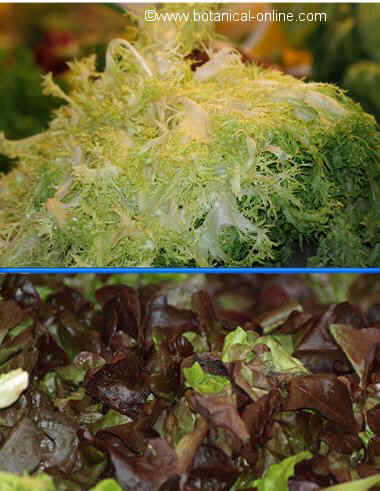 Types of lettuce