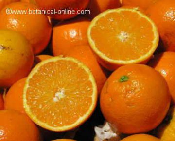 oranges in a market