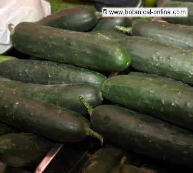 Cucumbers