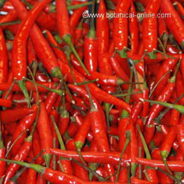 Hot peppers