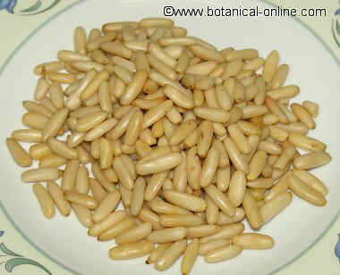 Photo of pine nuts