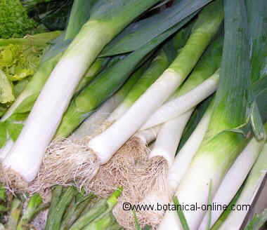 Leeks