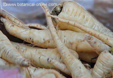 White radishes