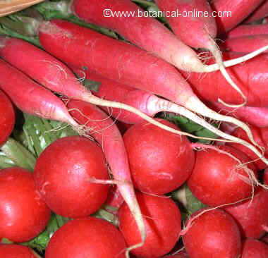 Red radishes