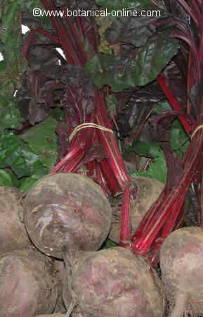 Beetroots