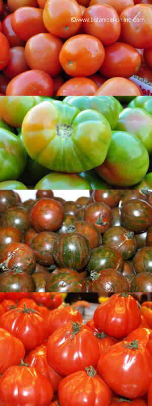 Tomato varieties