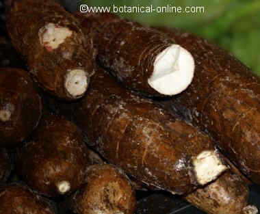 Cassava