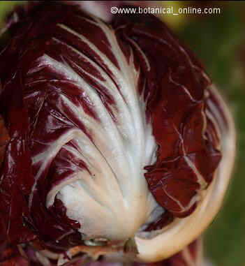 Red chicory