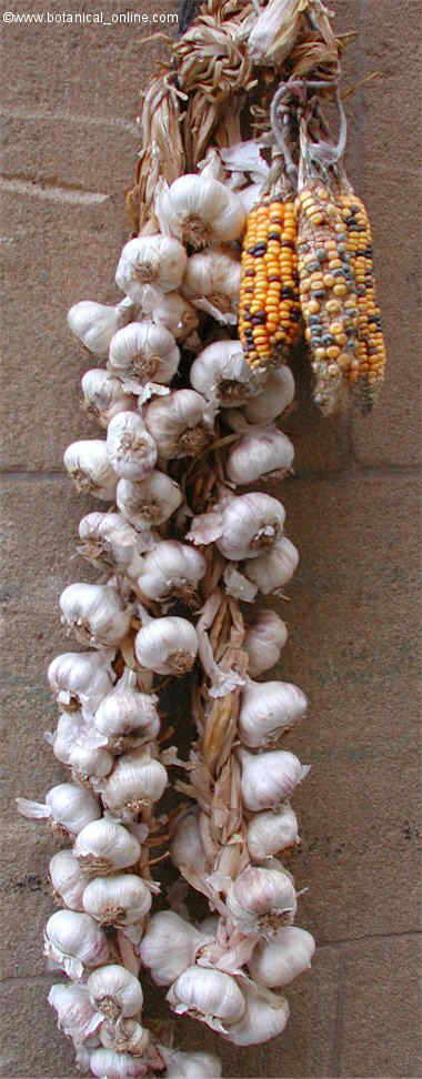 Rope of garlics