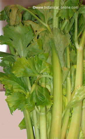 celery