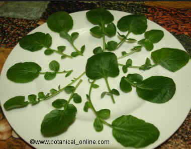 watercress leaves