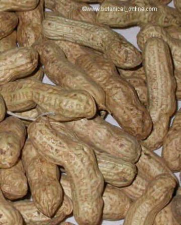 peanuts