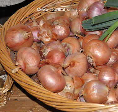 onions