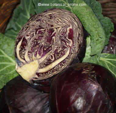 Red cabbage