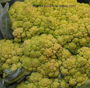 cauliflower detail