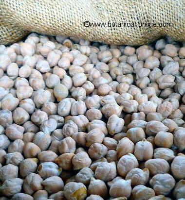 Dry chickpeas