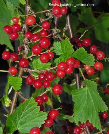 currants