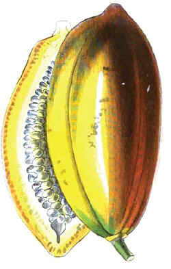 Drawing of a papaya