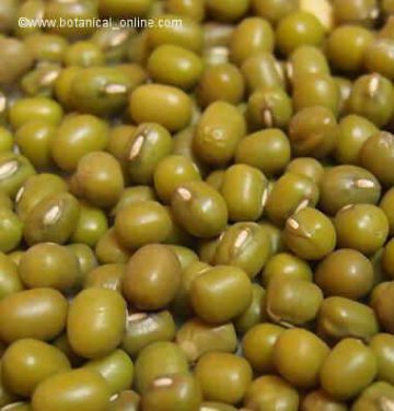 soy