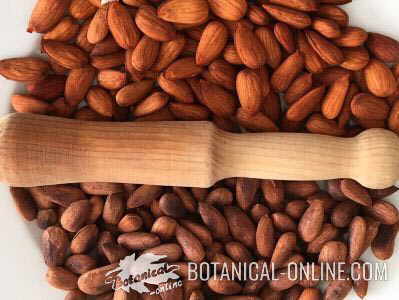 Raw and toasted almonds