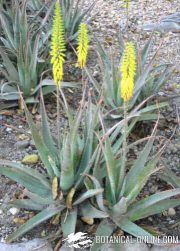 Aloe vera