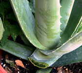 Aloe vera cut